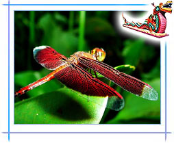 Kuala Lumpur Butterfly Park